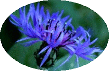 chambres d'hôtes thévenon montbrison forez loire bleuet chambres d'hôtes thévenon montbrison forez loire bleuet