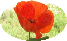 chambres d'hôtes thévenon montbrison forez loire coquelicot chambres d'hôtes thévenon montbrison forez loire coquelicot