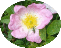 chambres d'hôtes thévenon montbrison forez loire eglantine chambres d'hôtes thévenon montbrison forez loire eglantine